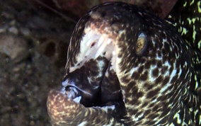 Spotted Moray Eel - Gymnothorax moringa 