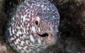 Spotted Moray Eel - Gymnothorax moringa 