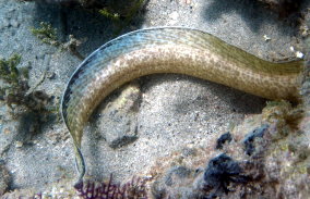 Spotted Moray Eel - Gymnothorax moringa 