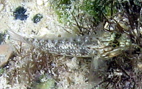 Colon / Bridled Goby - Coryphopterus dicrus / Coryphopterus glaucofraenum