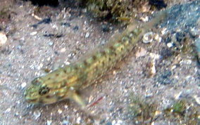 Colon / Bridled Goby - Coryphopterus dicrus / Coryphopterus glaucofraenum