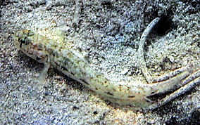 Dash Goby - Ctenogobius saepepallens