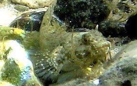 Frillfin Goby - Bathygobius soporator