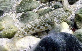 Frillfin Goby - Bathygobius soporator