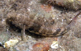 Frillfin Goby - Bathygobius soporator