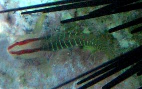 Greenbanded Goby - Elacatinus multifasciatum