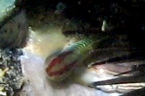 Greenbanded Goby - Elacatinus multifasciatum