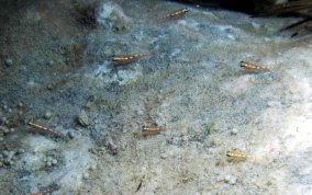 Masked/Glass Goby - Coryphopterus personatus/hyalinus