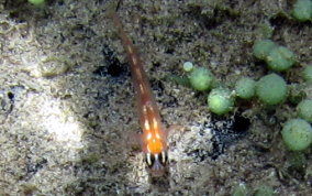 Masked/Glass Goby - Coryphopterus personatus/hyalinus