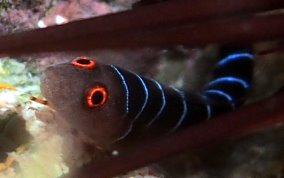 Nineline Goby - Ginsburgellus novemlineatus