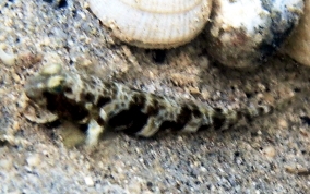 Orangespotted Goby - Nes longus