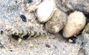 Orangespotted Goby - Nes longus