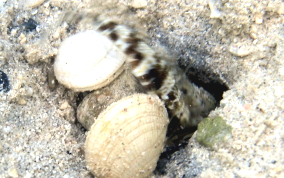 Orangespotted Goby - Nes longus