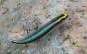 Sharknose Goby