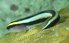 Cleaning Goby - Elacatinus genie