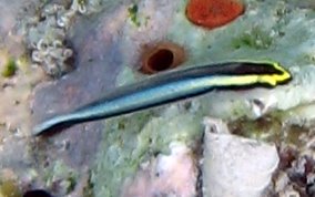 Cleaning Goby - Elacatinus genie