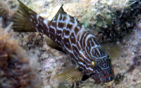 Black Grouper -Mycteroperca bonaci - Caribbean Fish Identification 