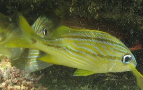 French Grunt - Haemulon flavolineatum