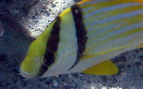 Porkfish - Anisotremus virginicus 