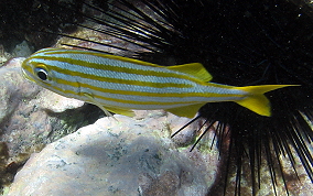 Smallmouth Grunt - Haemulon chrysargyreum