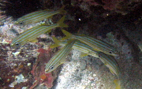 Smallmouth Grunt - Haemulon chrysargyreum