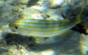 Smallmouth Grunt - Haemulon chrysargyreum