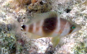 Barred Hamlet - Juvenile