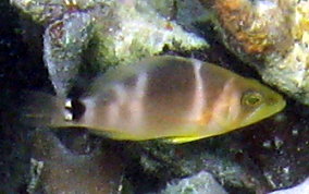 Barred Hamlet - Hypoplectrus puella