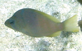 Barred Hamlet - Hypoplectrus puella