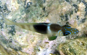 Barred Hamlet - Hypoplectrus puella