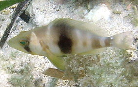 Barred Hamlet - Hypoplectrus puella