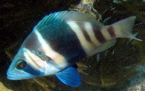 Barred Hamlet - Hypoplectrus puella