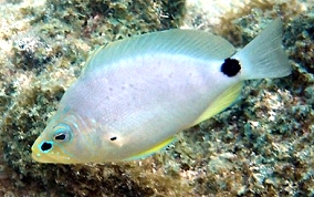 Butter Hamlet - Hypoplectrus unicolor