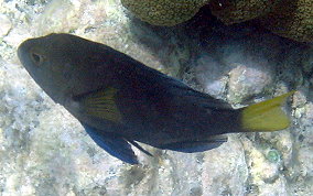 Hybrid Yellowtail Hamlet - Hypoplectrus sp. 