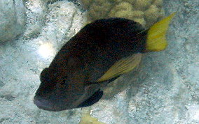 Hybrid Yellowtail Hamlet - Hypoplectrus sp. 