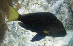 Hybrid Yellowtail Hamlet - Hypoplectrus sp. 