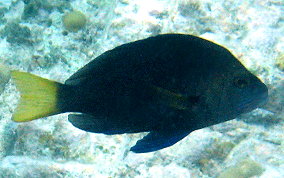 Hybrid Yellowtail Hamlet - Hypoplectrus sp. 