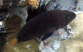 Yellowtail Hamlet - Hypoplectrus chlorurus