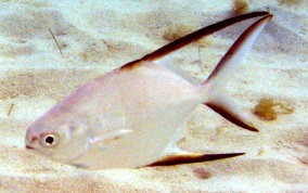 Palometa Jack / Great Pompano -Trachinotus goodei