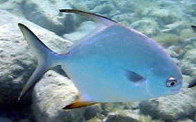 Permit Jack - Trachinotus falcatus