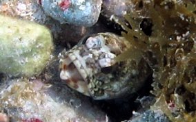 Mottled Jawfish - Opistognathus maxillosus