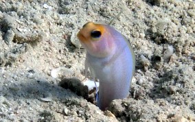 Yellowhead Jawfish - Opistognathus aurifrons