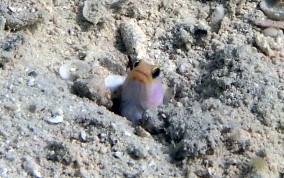 Yellowhead Jawfish - Opistognathus aurifrons