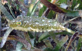 Bandtail Pufferfish - Sphoeroides spengleri