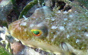 Bandtail Pufferfish - Sphoeroides spengleri