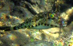 Bandtail Pufferfish - Sphoeroides spengleri