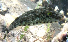 Bandtail Pufferfish - Sphoeroides spengleri