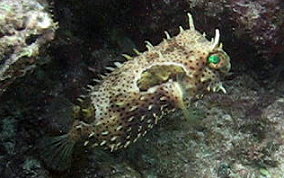 Bridled Burrfish - Chilomycterus antennatus