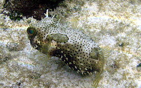 Bridled Burrfish - Chilomycterus antennatus