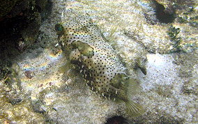 Bridled Burrfish - Chilomycterus antennatus